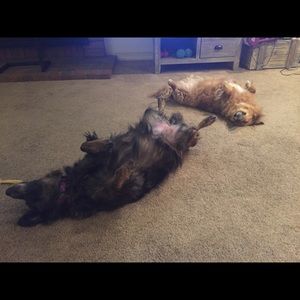 Meet your Posher, Susan